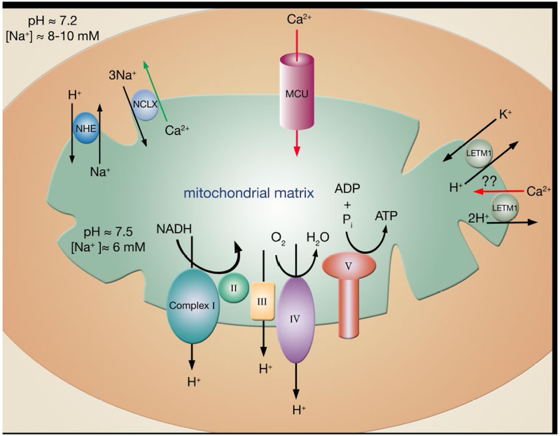 Figure 1: