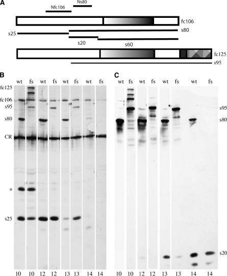 Figure 3.—