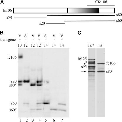 Figure 2.—