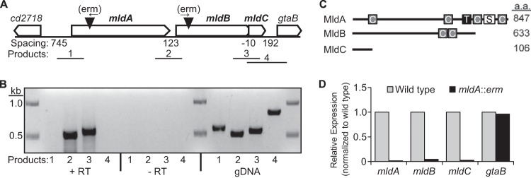 FIG 1