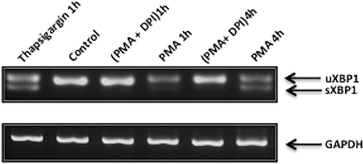 Fig 5