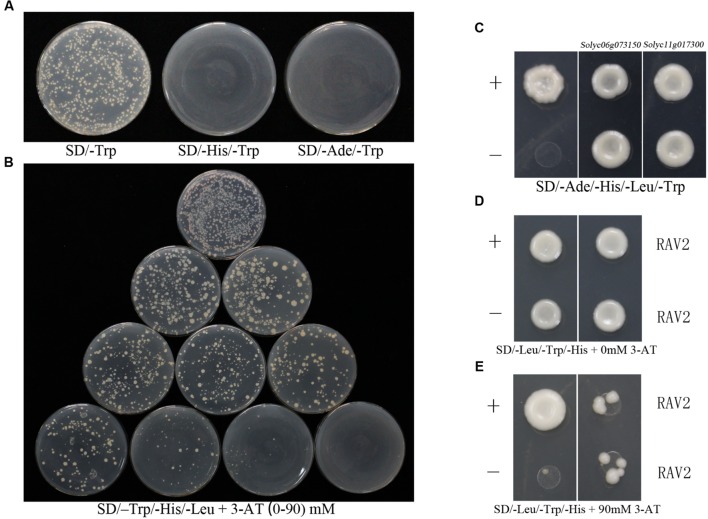 FIGURE 4