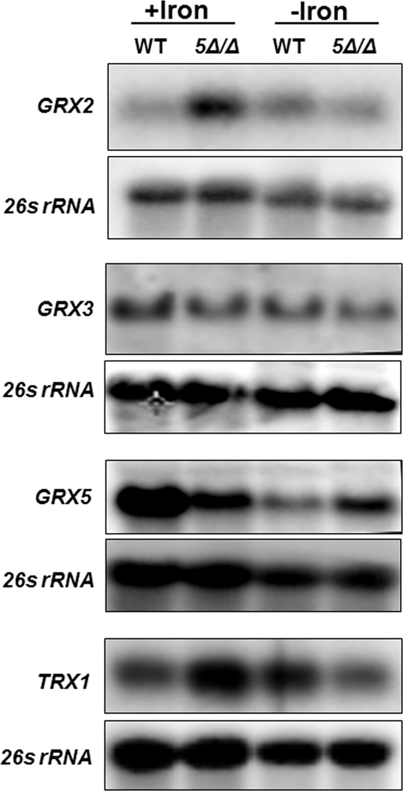 Fig 3