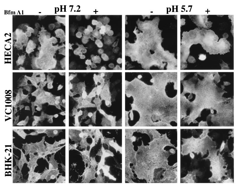 FIG. 8