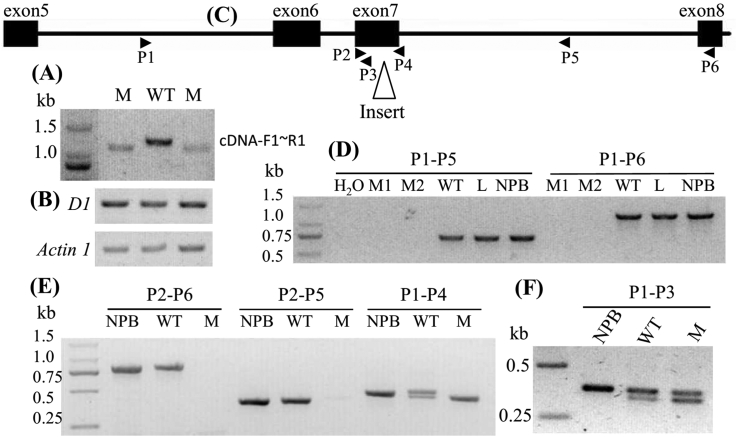 Fig. 3