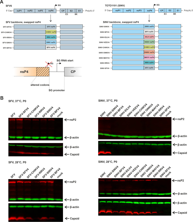 FIG 6