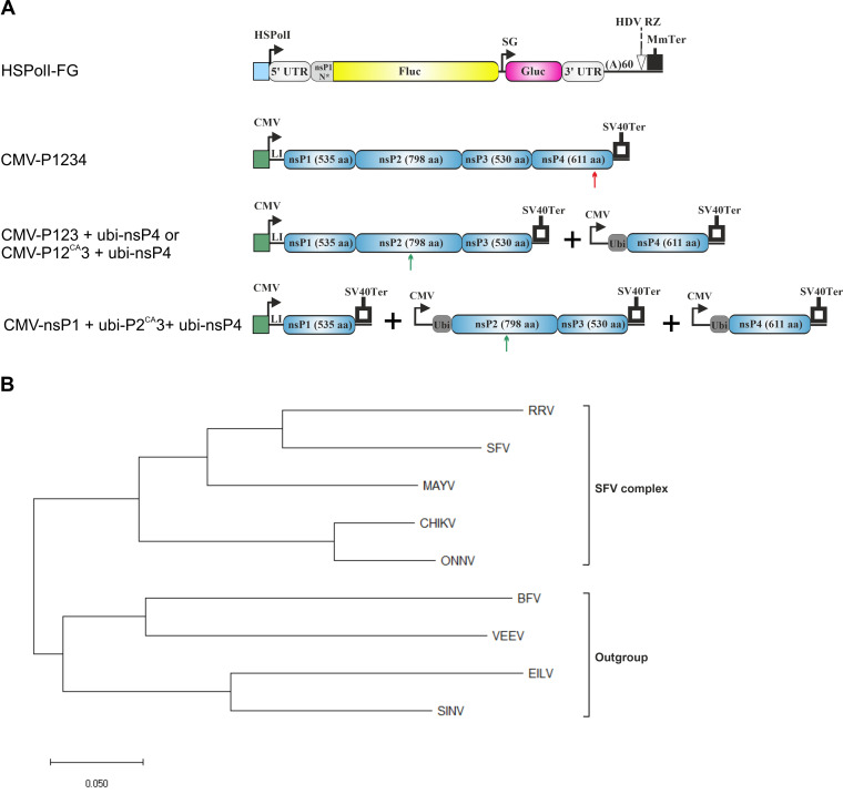 FIG 1