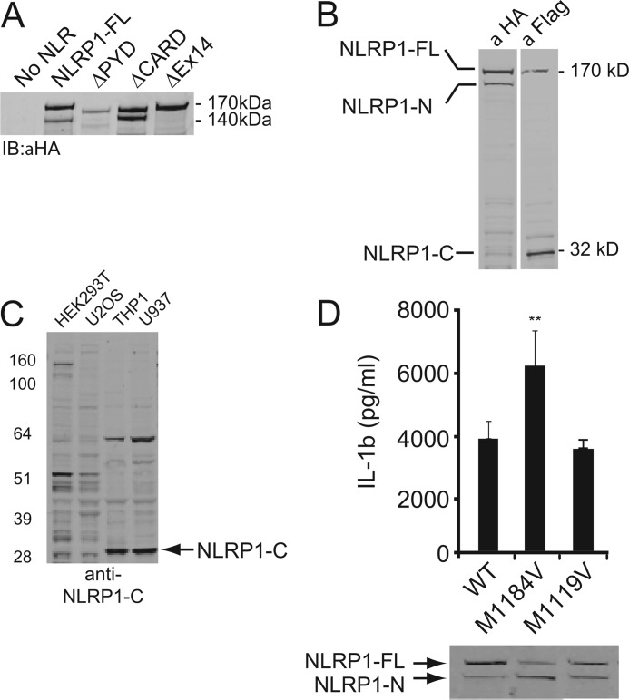 FIGURE 2.