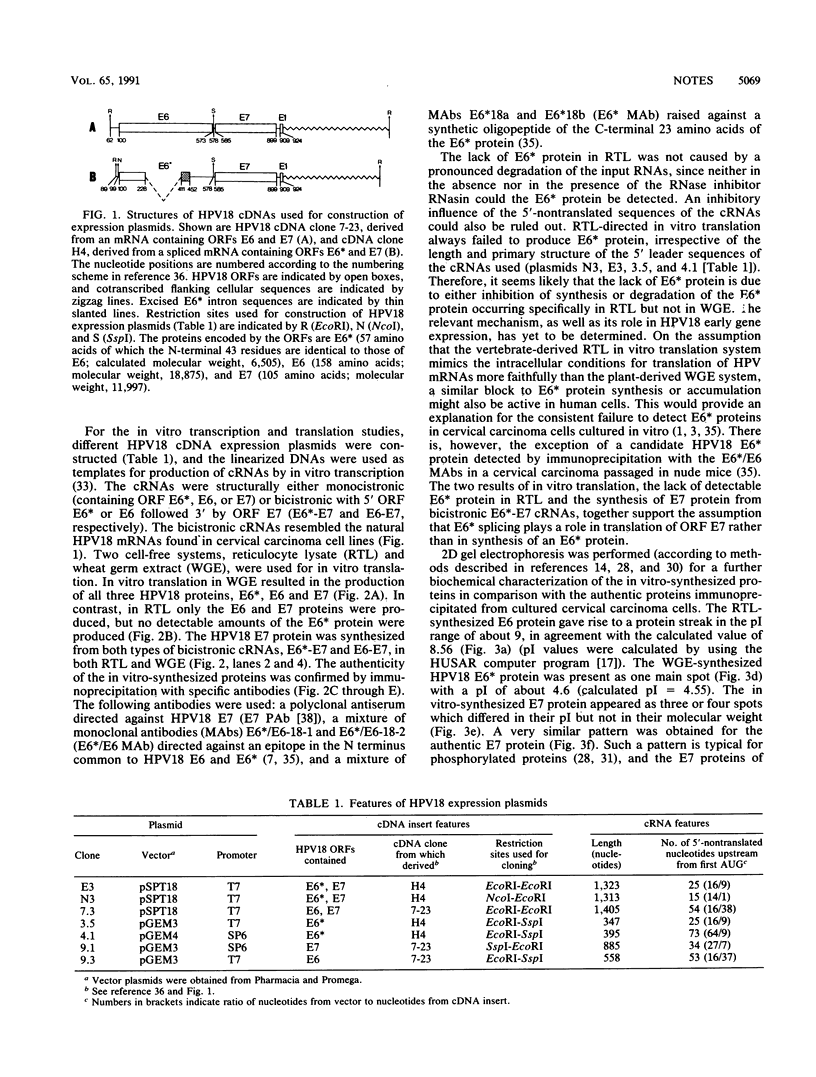 Human papillomavirus type 18 E6*, E6, and E7 protein synthesis in cell ...