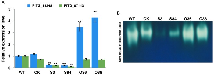 Figure 11