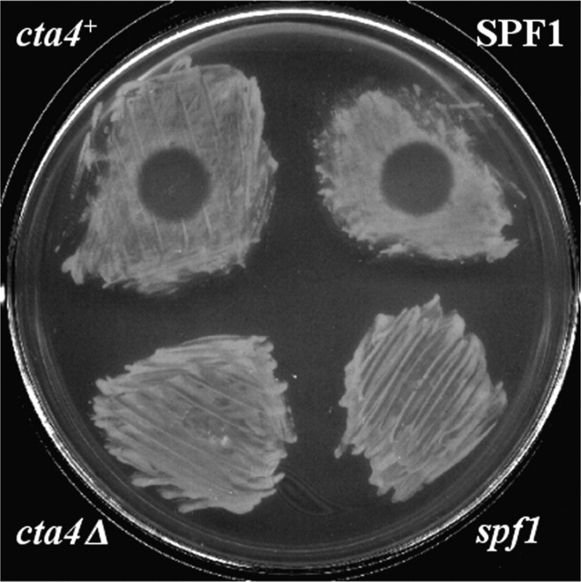 Figure 4.