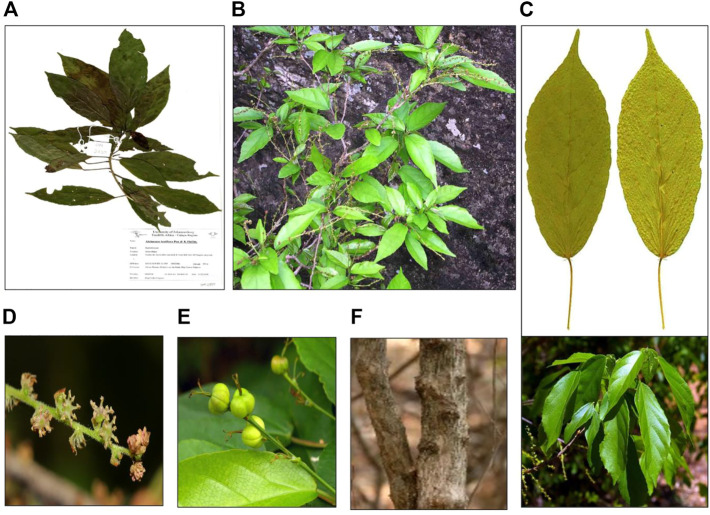 FIGURE 3