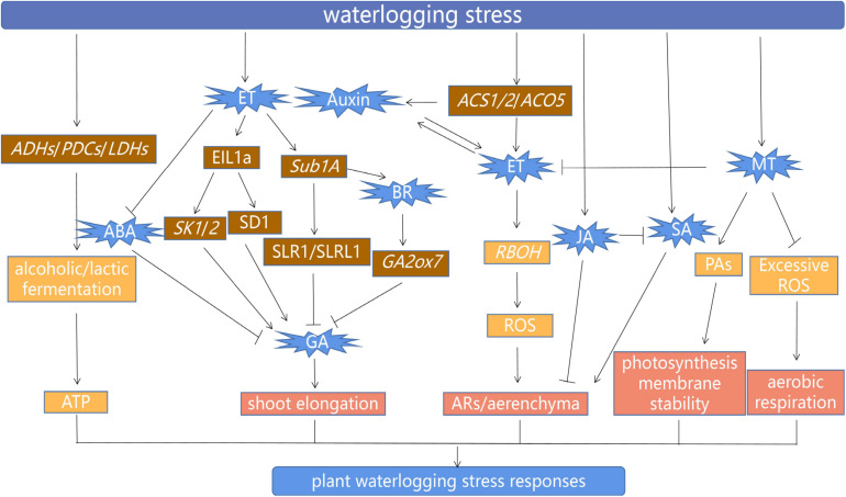 FIGURE 2