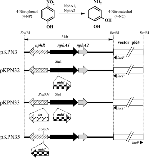 FIG. 1.