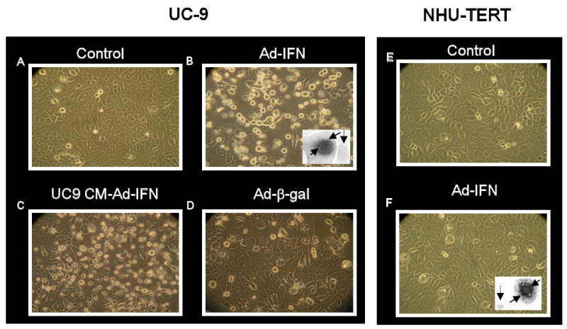 Fig.1