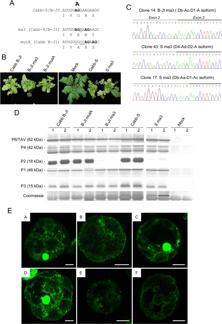 Fig 6