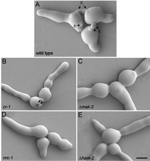 FIG. 5.