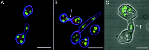 FIG. 6.