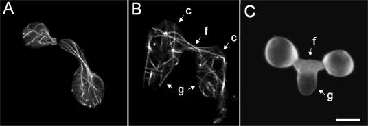 FIG. 7.