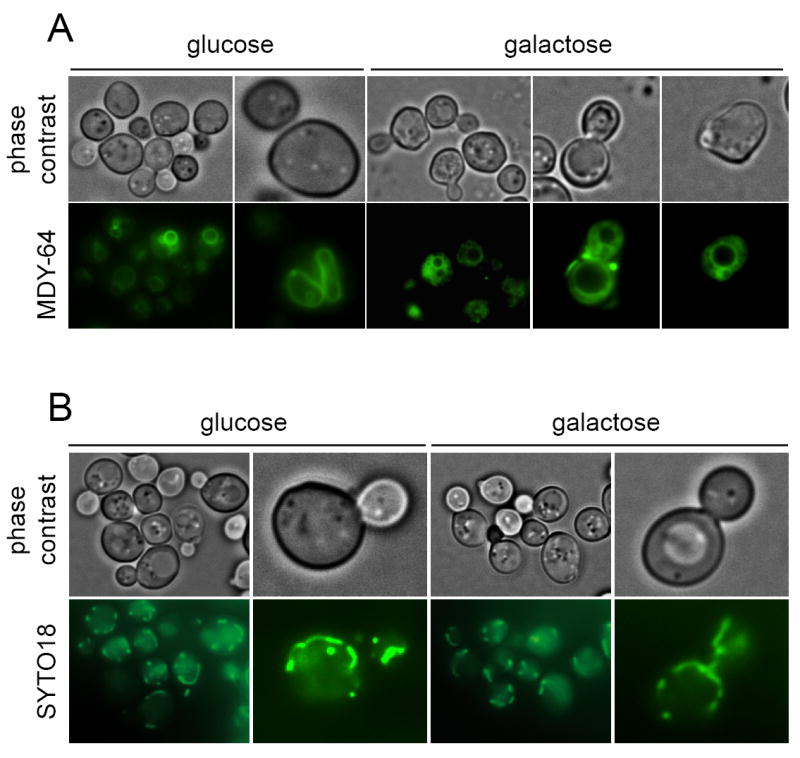 Fig.9