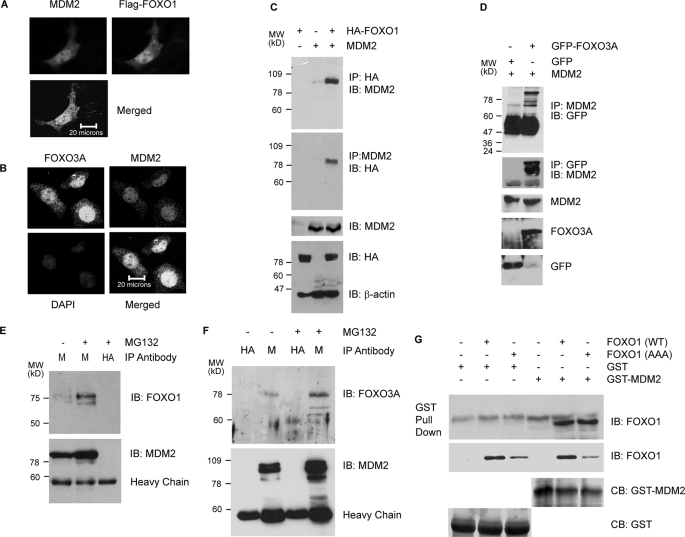 FIGURE 2.