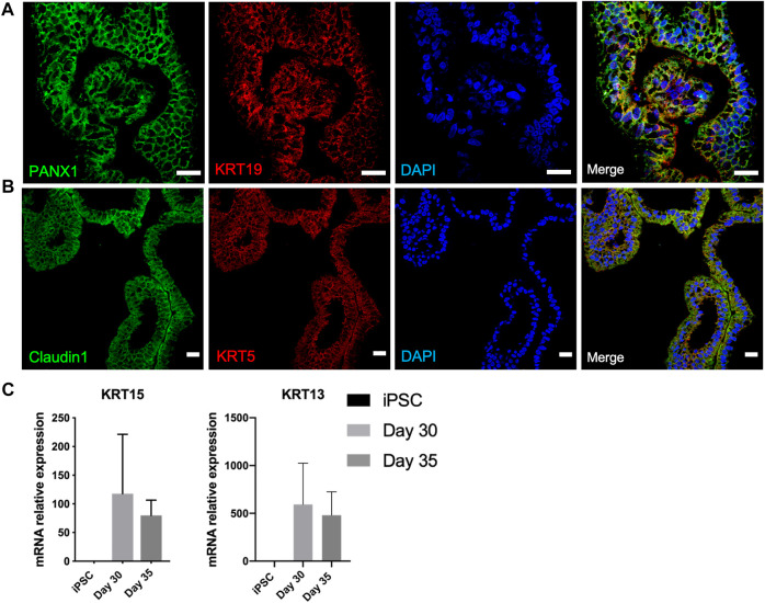 FIGURE 4