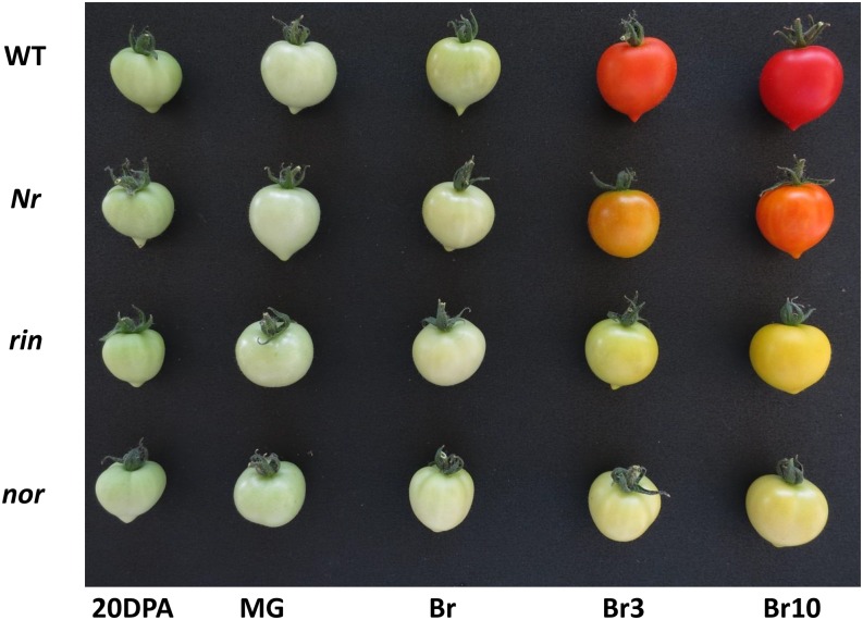 Figure 3.