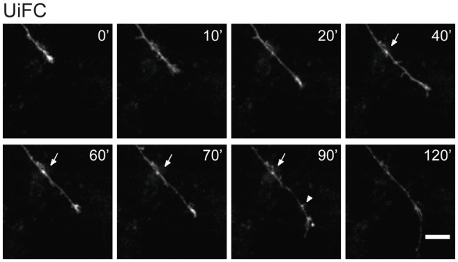 Figure 5