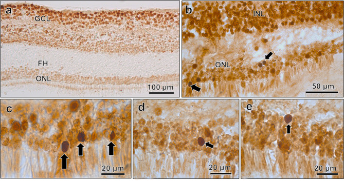 Fig. 8