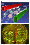 Fig 1.