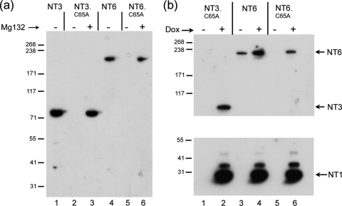 Fig. 4.