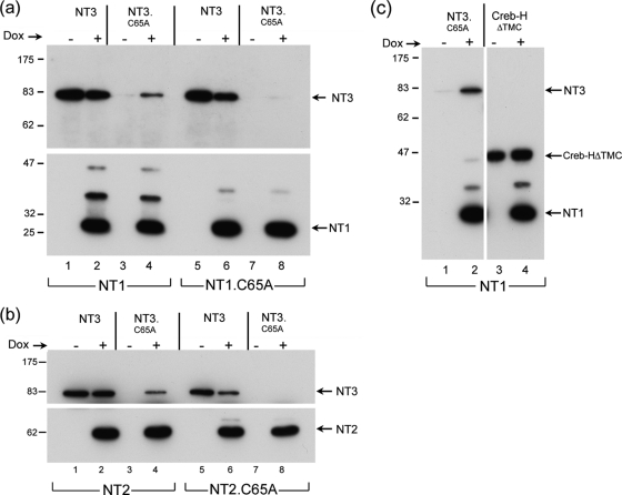 Fig. 5.