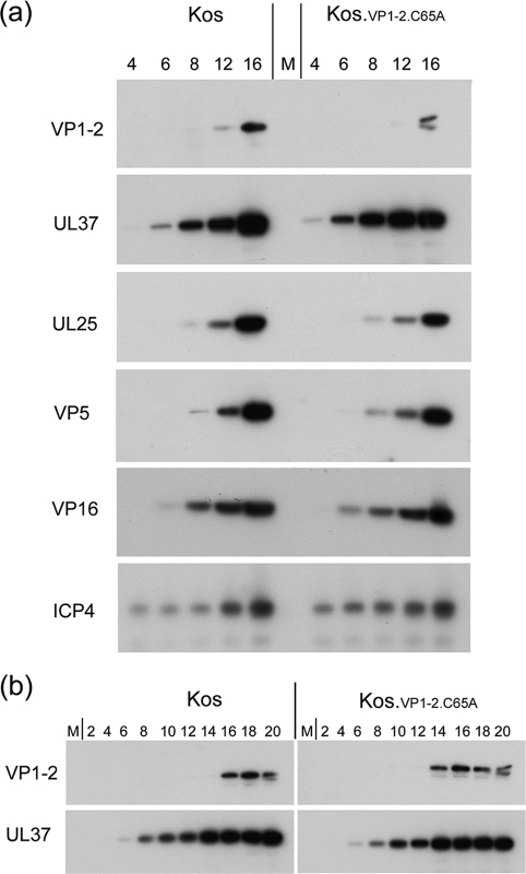 Fig. 9.