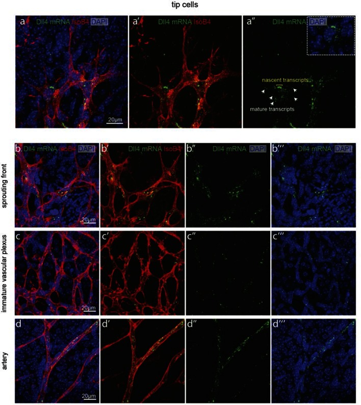 Figure 5—figure supplement 1.