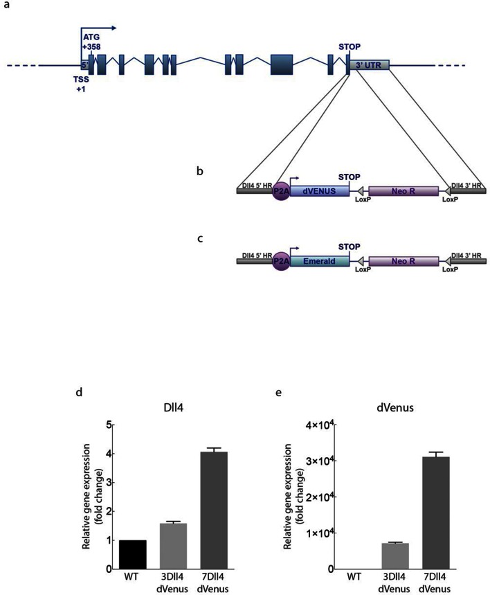 Figure 2—figure supplement 1.