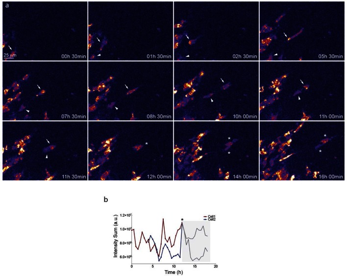 Figure 4—figure supplement 1.