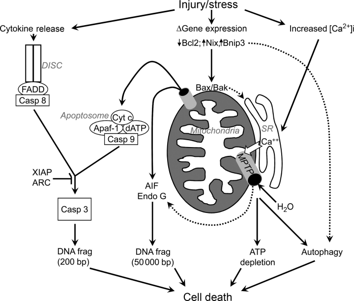 Figure 1