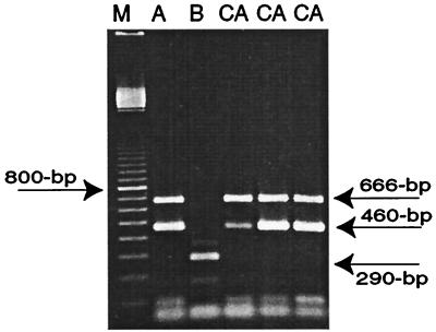 FIG. 5