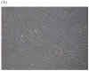 Fig 5