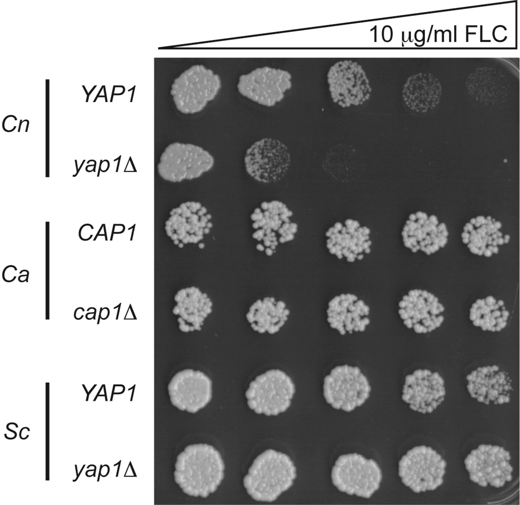 Figure 5