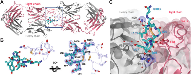 Figure 3. Crystal structure of LY6G6D–1G4 Fab complex at 2.2 Å resolution suggests Fab binds an epitope located close to the membrane. A, Ribbon diagram of one crystallographic dimer shown from a top view. The complex crystallized in space group P 1 21 1 with two dimers per asymmetric unit; the 4 complexes within the asymmetric unit superimpose with a root–mean–square deviation (rmsd) of less than 0.5 Å. The light and heavy chains from the Fab are colored in red and gray, respectively. The LY6G6D peptides (Asp95-Asn103) are shown in cyan and light blue and side chains are shown as sticks. Disulfides are shown in yellow (PDB accession pending). B, Close-up view of LY6G6D peptides within dimer (from highlighted box in A). mFo−DFc omit map for one LY6G6D peptide is shown in blue mesh contoured at 1σ. Both main and side chain atoms are shown; side chains density for most of the residues is clearly defined. For clarity, only the side chains of the symmetry-related peptide are shown in stick. Two views rotated by 90 degrees are depicted. C, Details of molecular interactions between the LY6G6D peptide (shown in sticks and colored in cyan) and its proximal Fab (surface representation, key CDR side chains involved in binding are shown in sticks). The peptide binds within a cleft between the light and heavy CDRs of the Fab. Waters are represented as red spheres and contacts (hydrogen bonds and salt bridges) as black dotted lines.