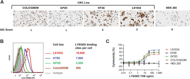 Figure 4. LY6G6D-TDB is active against colorectal cancer cell lines with a broad range of LY6G6D level. A, IHC staining on colorectal cancer cell pellets. B, LY6G6D-binding sites on cell surface determined by flow cytometry. C, Cell killing by 1G4-CD3H, 48-hour time point. Cell killing data are shown as means ± SD of triplicate wells. Representative data of assays with three PBMC donors.