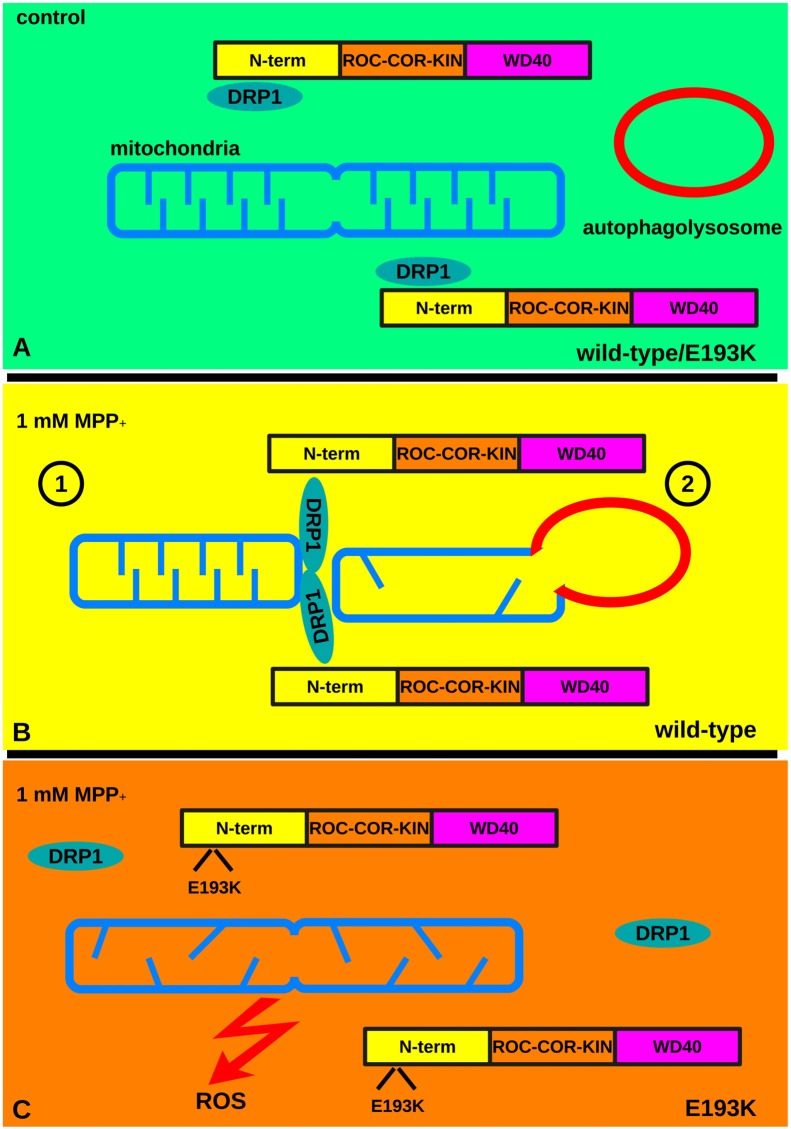 Figure 9