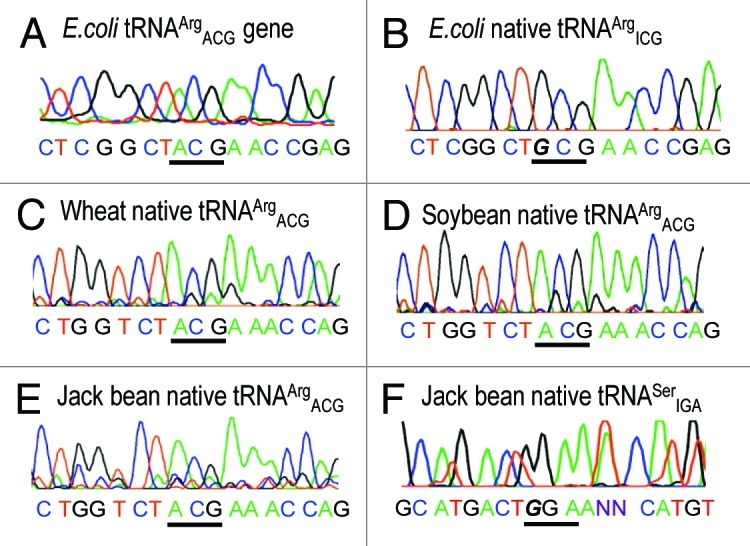 graphic file with name rna-9-1239-g1.jpg