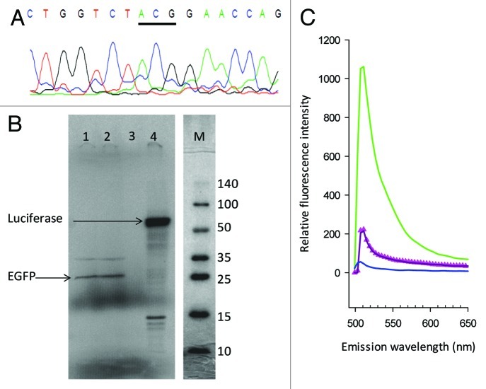 graphic file with name rna-9-1239-g3.jpg