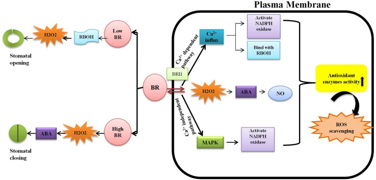 FIGURE 4