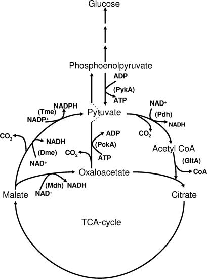 FIG. 1.