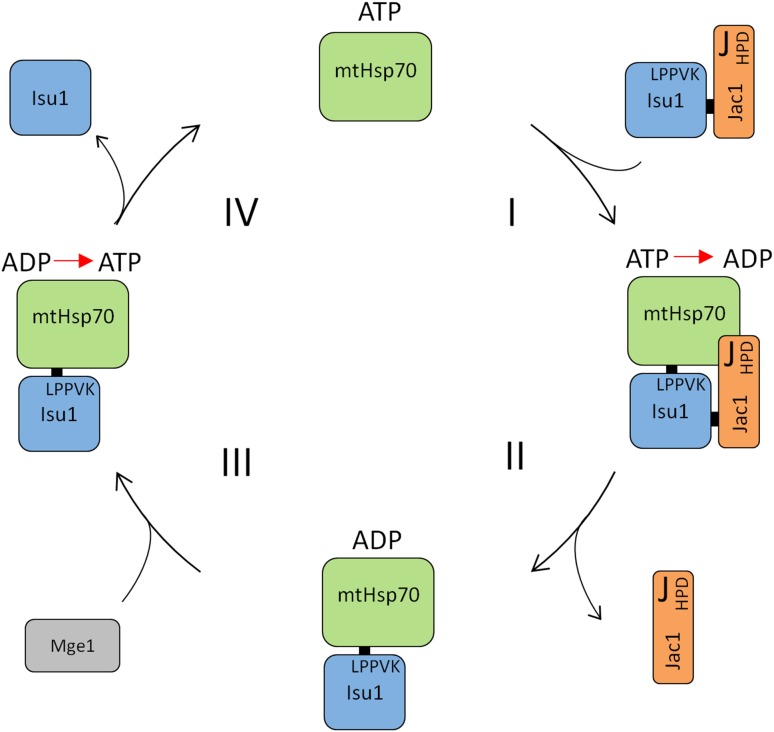 Fig. 2