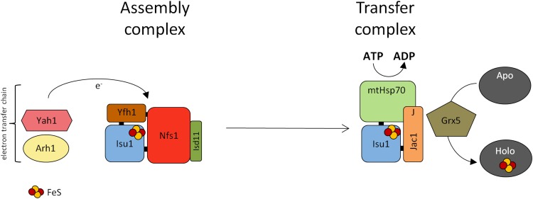 Fig. 1