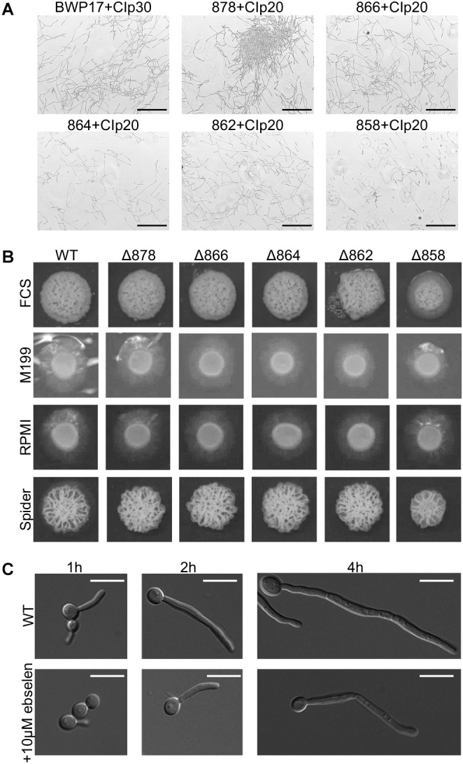 FIGURE 7